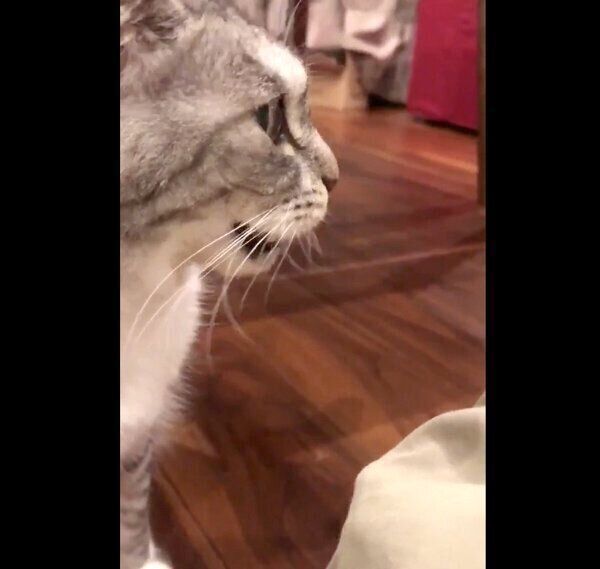 フレーメン反応をするサバ身ちゃん