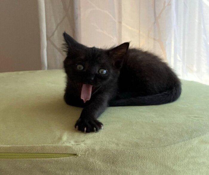 子猫時代のるなちゃん