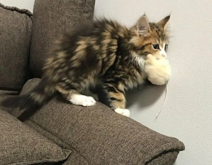 おもちゃをくわえている子猫