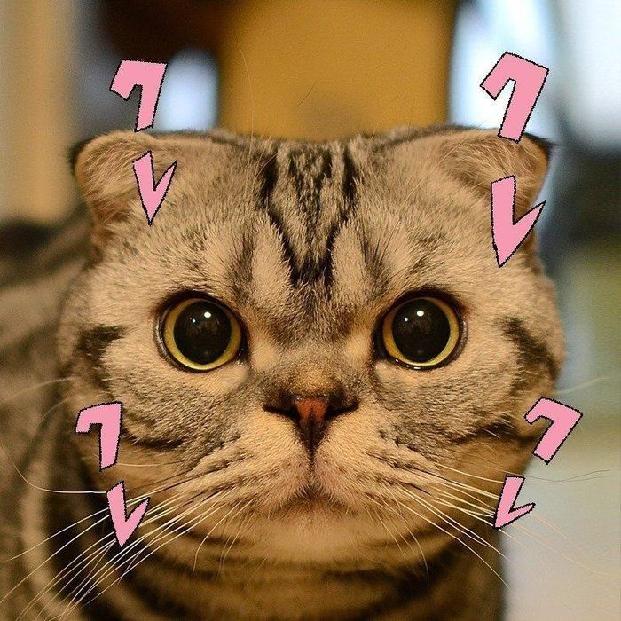 @tacos_cat