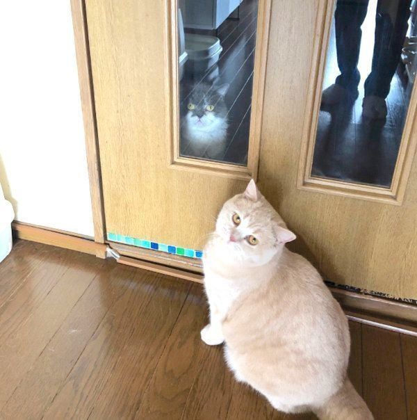 廊下に締め出されるブリティッシュショートヘア
