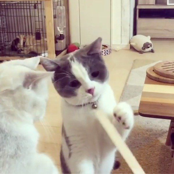 アイスの棒が気になるブリティッシュショートヘア