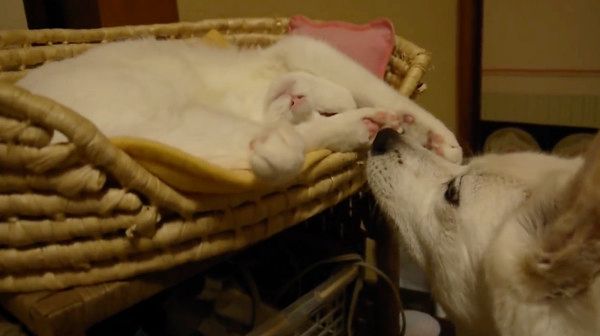 眠る猫