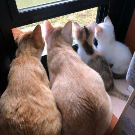 仲良しのMIX猫