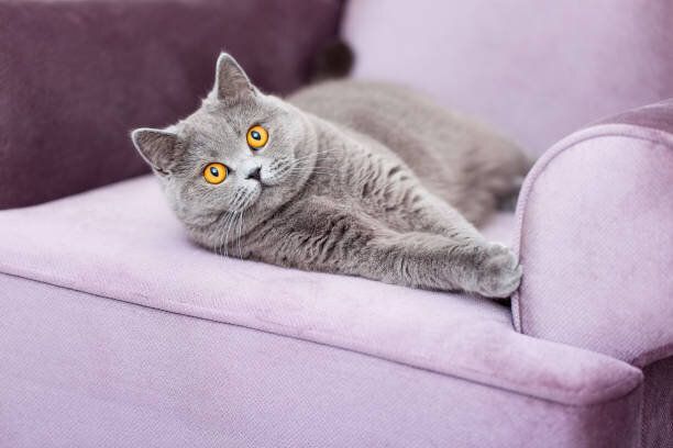ソファに横たわっている猫