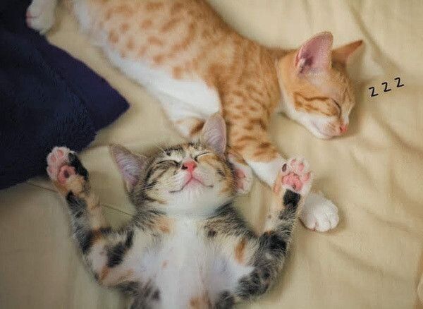 眠る猫
