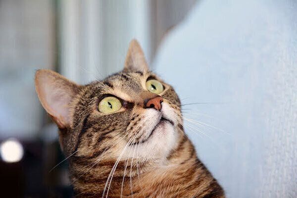 見上げる猫