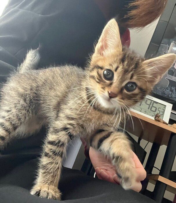 飼い主さんと遊んでいるとんこつくん。