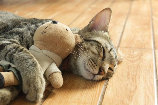 かわいいタビー猫は眠って、クマの人形を抱きしめています。