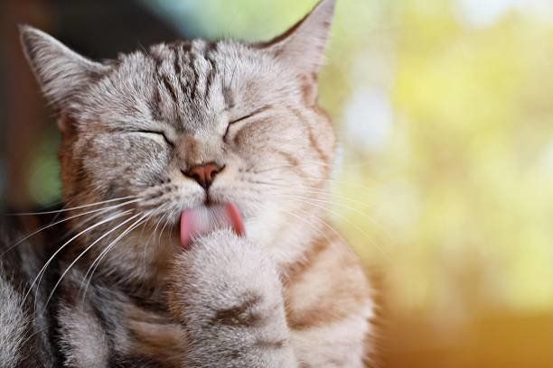 素敵な猫の前足を舐めているきれいな彼の毛、ソフト フォーカス