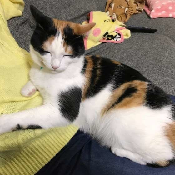 眠る猫