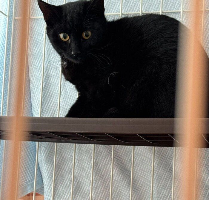 お迎えしたばかりのころのつくだにちゃん