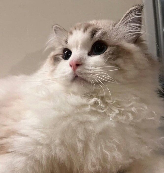 モフモフなイヴちゃん