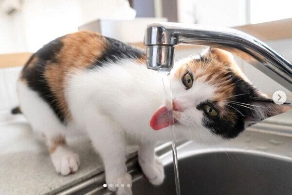 水を飲むめんまちゃん