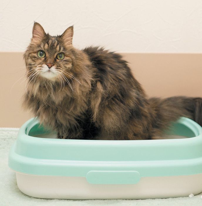 オシッコチェッカー 猫の写真