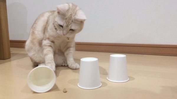 おやつどこ?