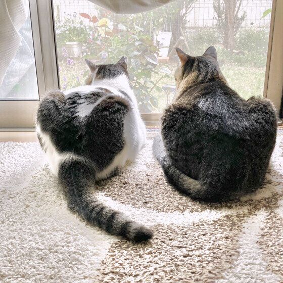 MIX黒白のうしまるくんと同居猫ちゃん
