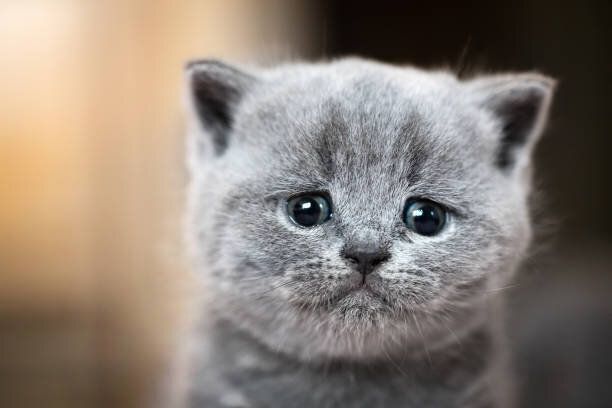 かわいい子猫
