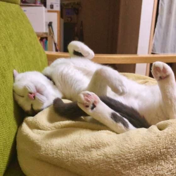 お腹を見せて寝るMIX黒×白の猫