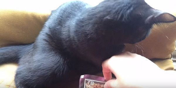 目を離す猫