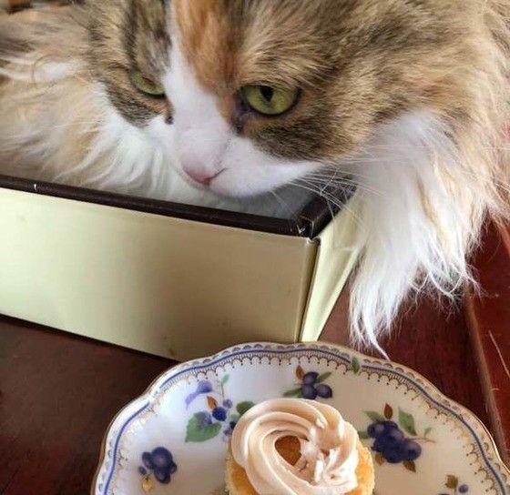 そっぽを向くスコティッシュフォールド