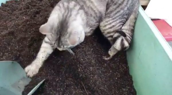 飼い主さんの作業の邪魔をするコタローくん