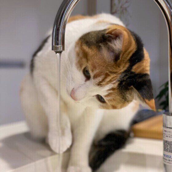 蛇口から水を飲もうとするミケ猫