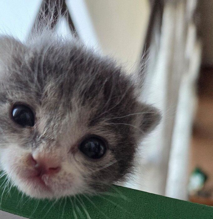 お迎え当時のるぅちゃん