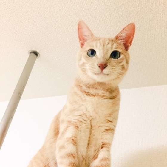 微笑む猫