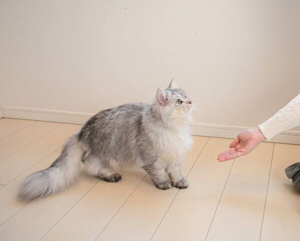 見つめる猫