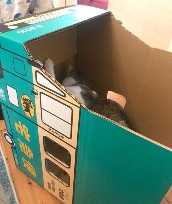 完成途中のダンボールトラックに乗るつみれちゃん