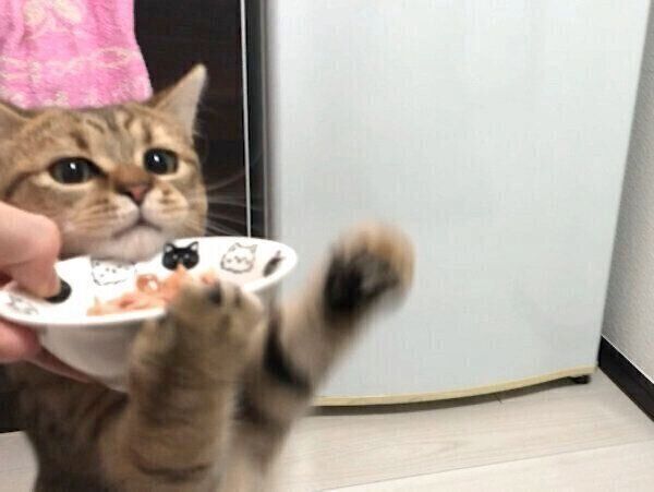 「猫缶」を食べて荒ぶるみにらくん
