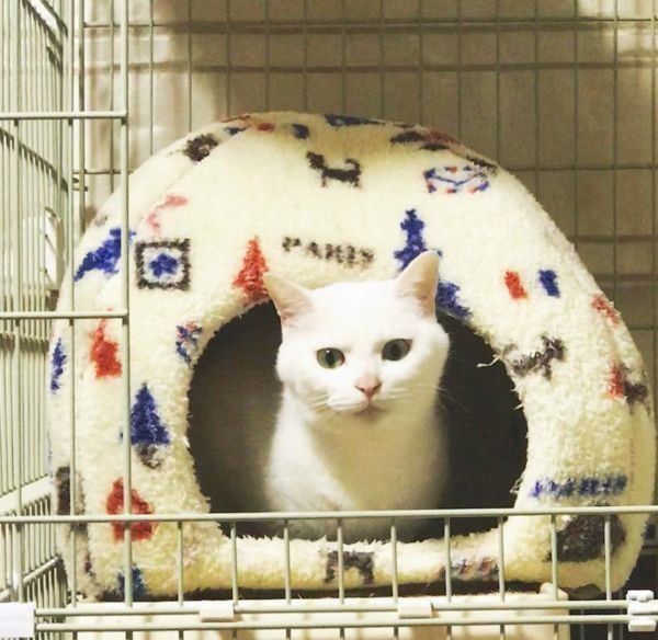 元保護猫・ミカヅキちゃん