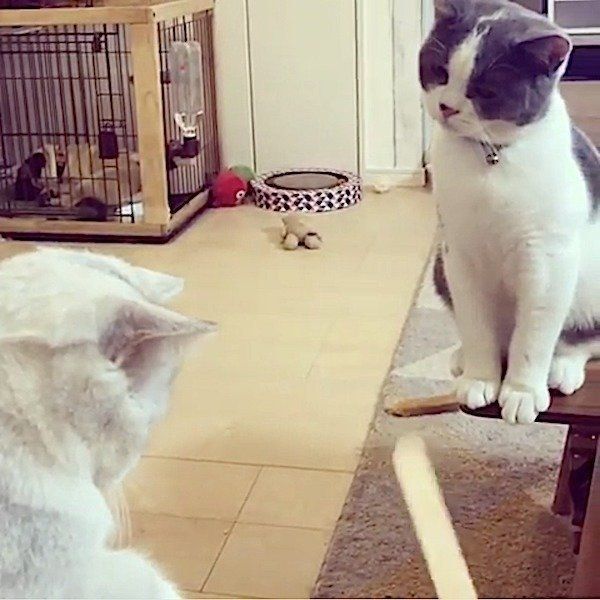 アイスの棒が気になるブリティッシュショートヘア