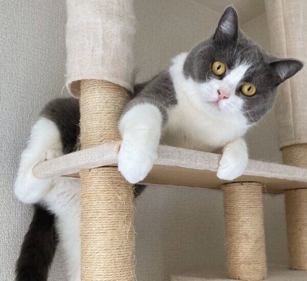2才ごろのおそばちゃん