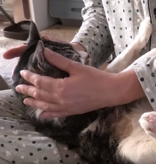 パパさんと猫