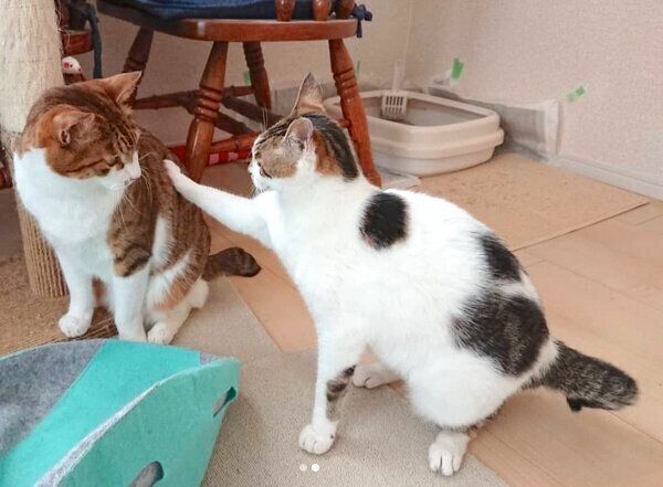 茶とらんくんにちょっかいを出すあずきちゃん