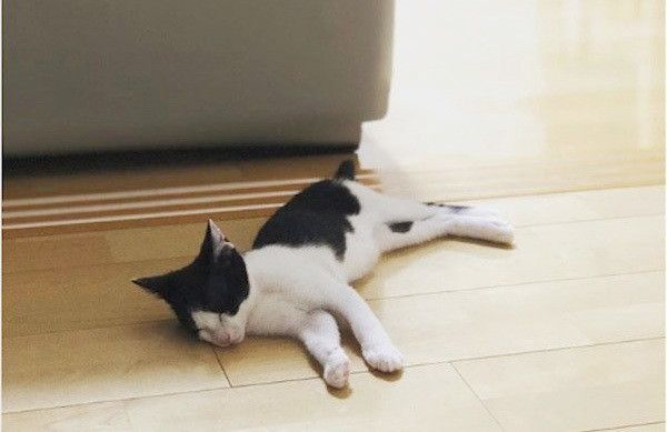 眠る子猫