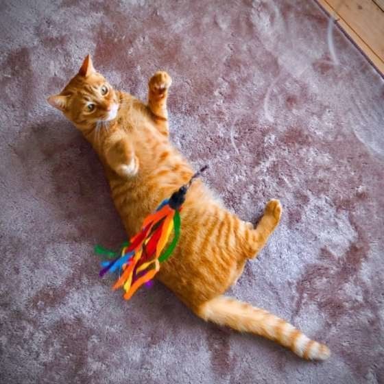 遊ぶ猫
