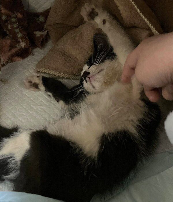 保護2日目のててちゃん