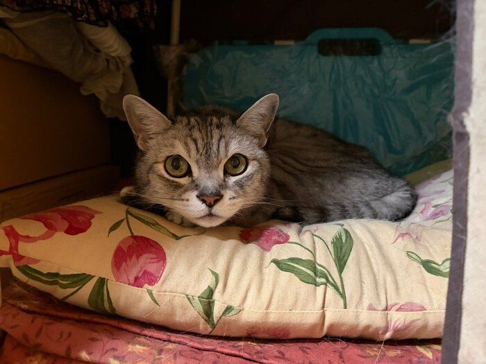 高齢の飼い主さんの入院により、保護したふくくん。17才と高齢のため、「ねこネットワーク」で終生飼養している