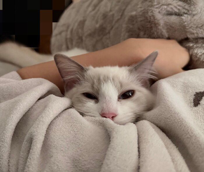 飼い主さんの腕枕でまったりするルルちゃん