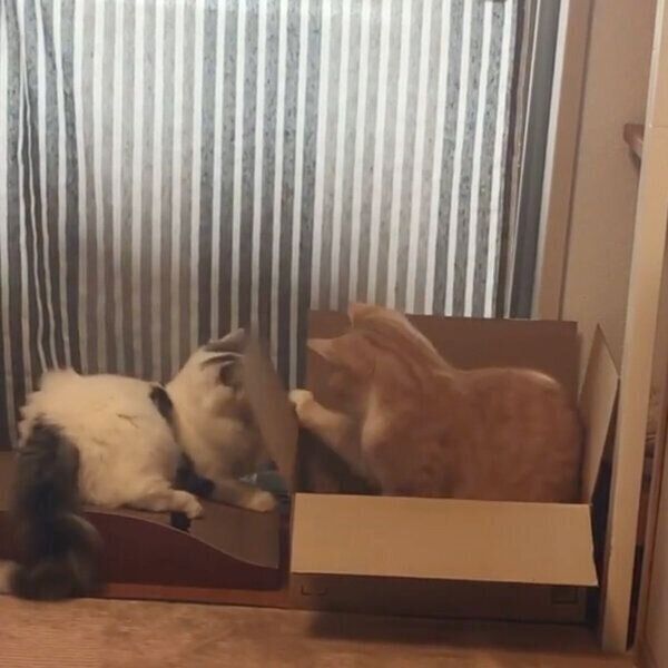 熱いバトルを繰り広げるミオくんとソワくん