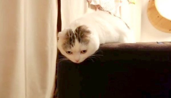 ソファの背もたれでくつろぐライくん