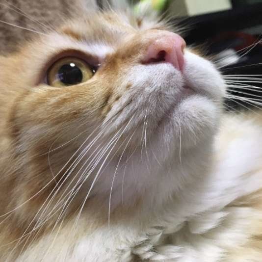 見上げる猫