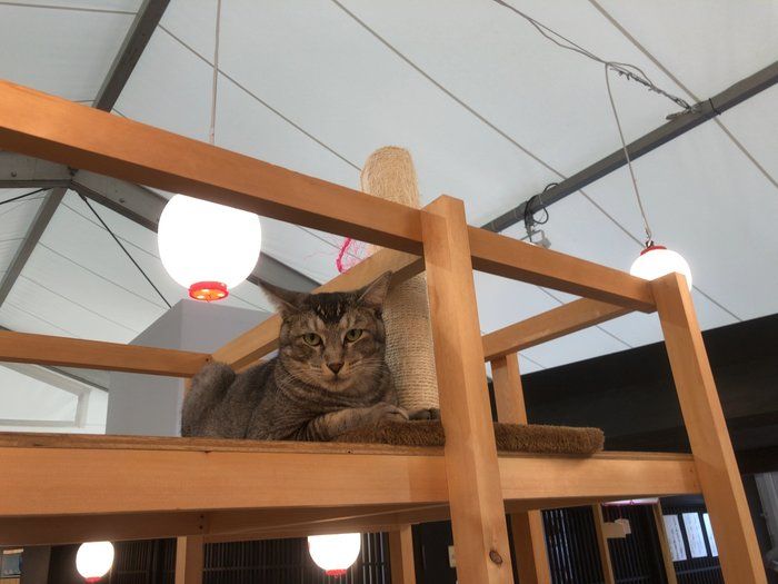 やんちゃになった猫のまなぶくん