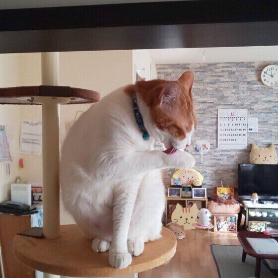前足を舐める猫