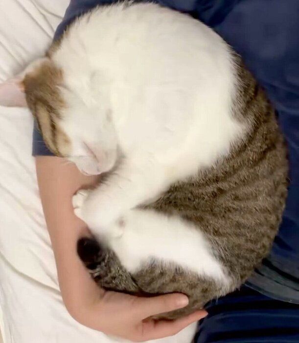 飼い主さんの腕枕で眠るくろみつくん