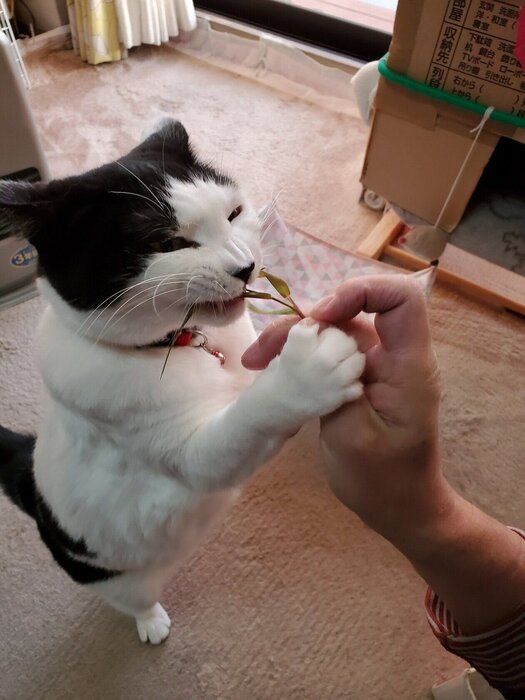 画像/飼い主さん提供(ねこのきもち編集室)