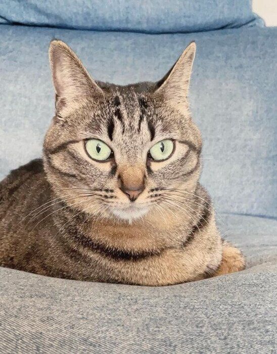 くつろいでいる猫